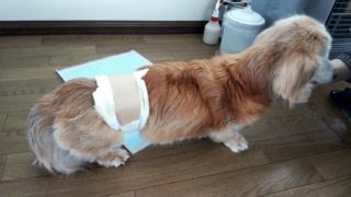 犬 なおこたブログ